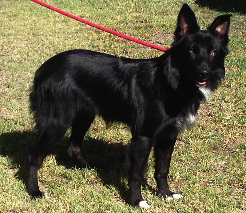 Border Collies In Need of Adoption in 