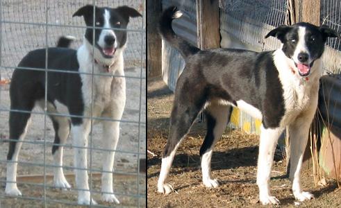 Border Collies In Need Of Adoption In Southern California