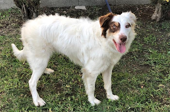 Border Collies In Need Of Adoption In Southern California