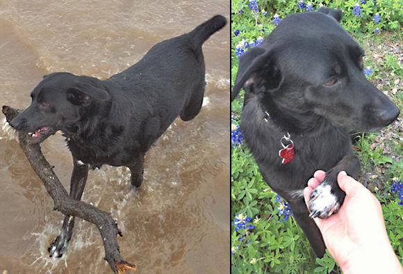 Blue lacy store border collie mix