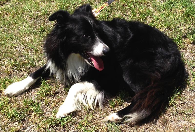 Border Collies In Need of Adoption in Southern California