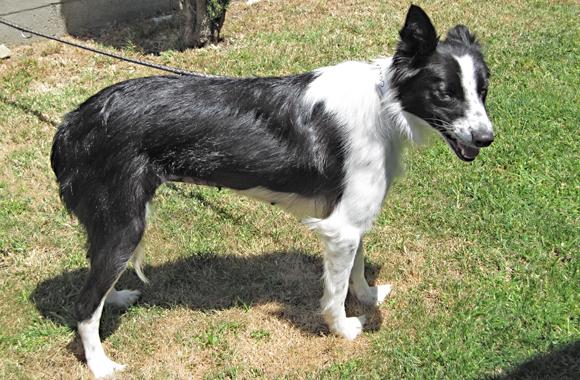 Border Collies In Need of Adoption in Southern California