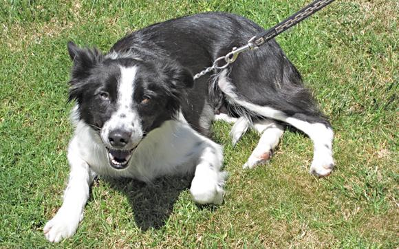 Border Collies In Need of Adoption in Southern California