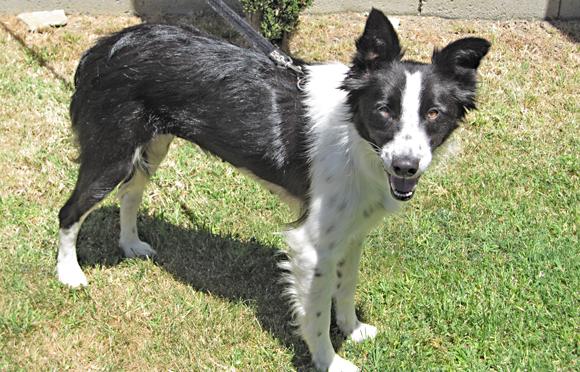 Border Collies In Need of Adoption in Southern California