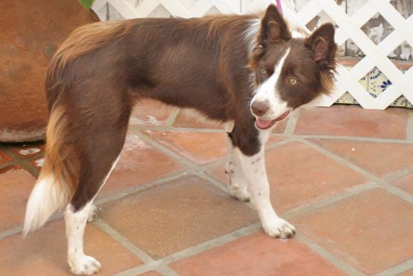 red border collie