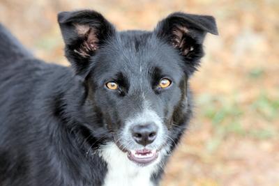 Border Collies In Need of Adoption in Southern California