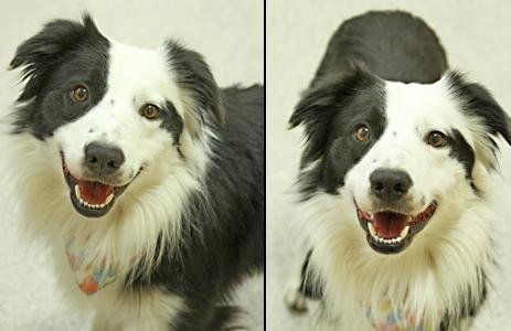 douglas chase border collie