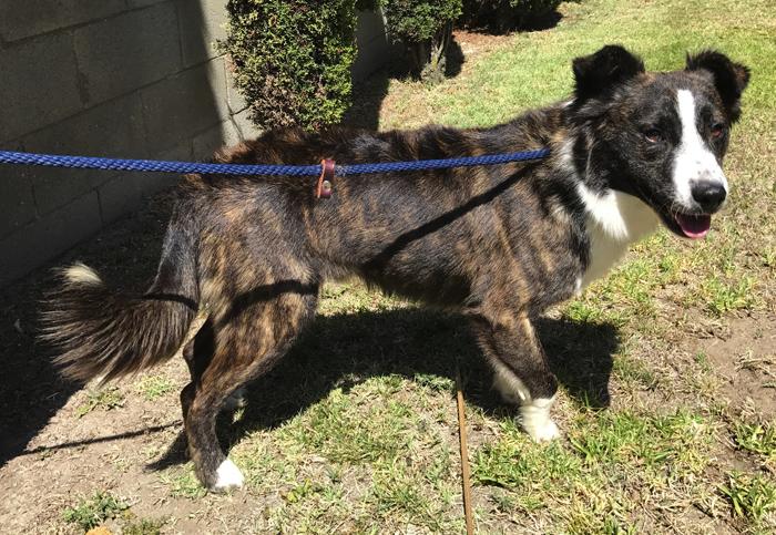 Border Collies In Need of Adoption in Southern California