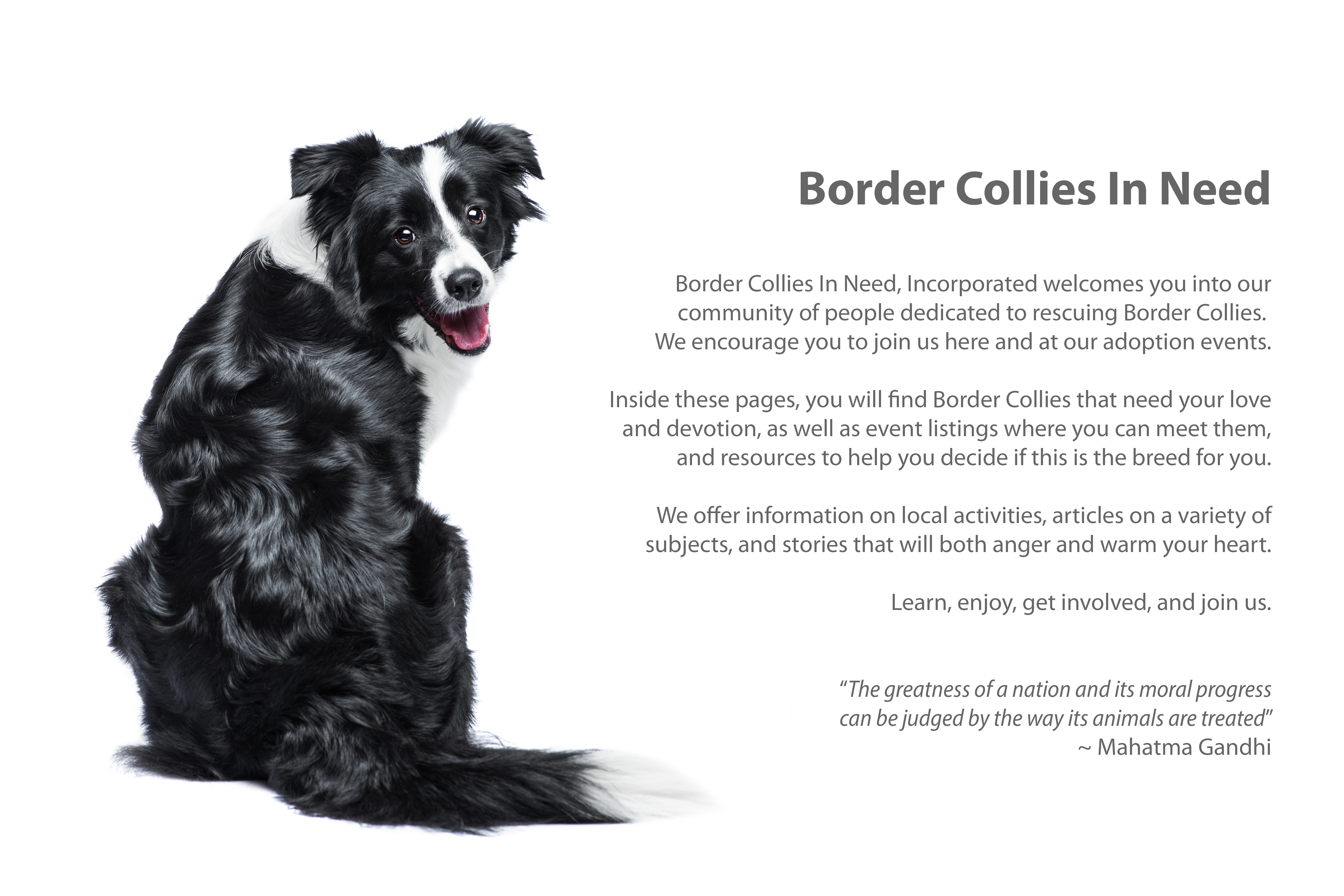 Adopting A Border Collie: What You Need To Know